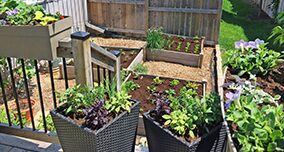 Starting a Backyard Garden